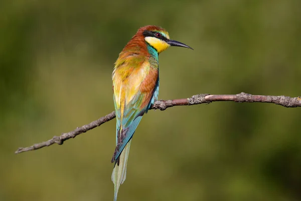 Apicultor europeo en una rama —  Fotos de Stock