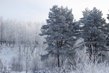 Cold.hoarfrost ormanında kış