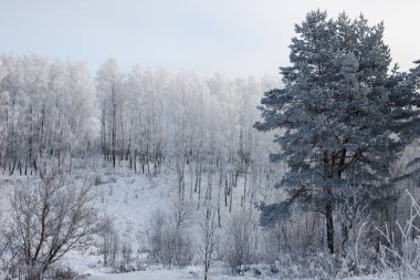 Sabahın erken saatlerinde, karlı bir tarlada, donmakta olan kış manzarası ağaçları.