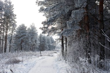 Sabahın erken saatlerinde, karlı bir tarlada, donmakta olan kış manzarası ağaçları.