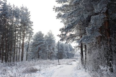 Kar ve donla kaplı kış manzarası