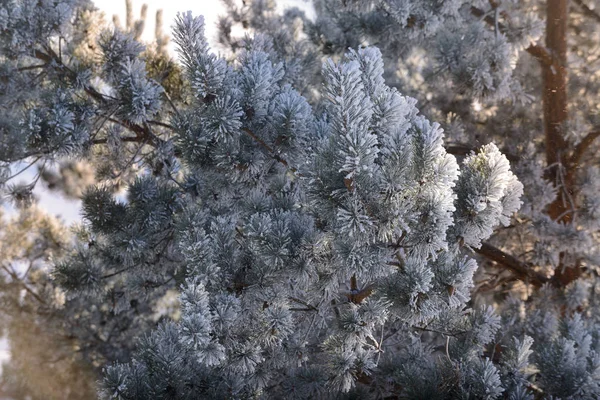 Zimní Krajina Stromy Mrazu Zasněženém Poli Časném Mrazivém Ránu — Stock fotografie