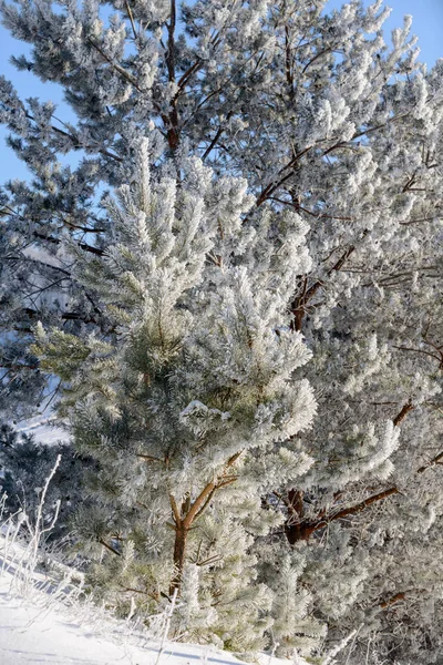 Winterlandschap Bomen Vorst Een Besneeuwd Veld Vroege Ijzige Ochtend — Stockfoto