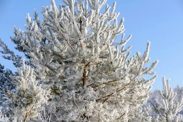 Winter Forest Cold Hoarfrost — Stockfoto