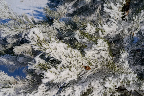 Vinterlandskap Träd Frost Snöig Fält Början Frostig Morgon — Stockfoto