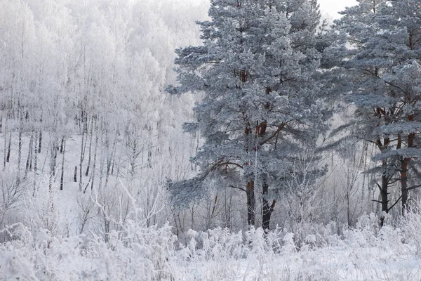 Winter Landscape Trees Frost Snowy Field Early Frosty Morning — Stock Photo, Image