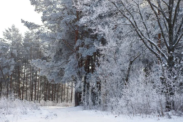 Cold Hoarfrost Skogen Vintern — Stockfoto