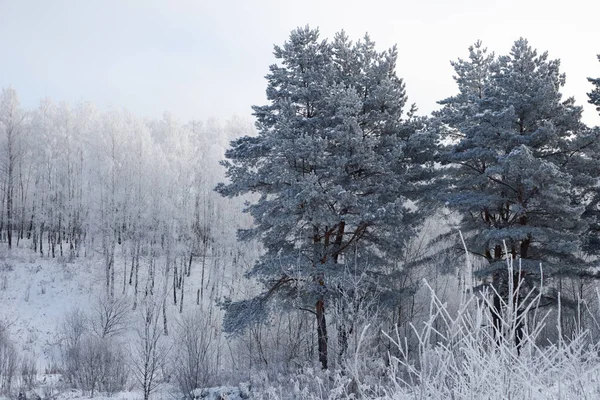 Winter Forest Cold Hoarfrost — Stock Photo, Image