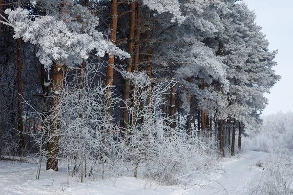 Karácsony Reggel Havas Téli Erdő — Stock Fotó