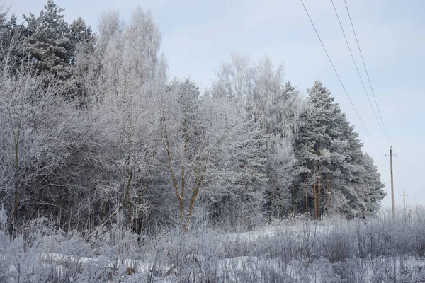 Téli táj fák a havas mezőjében a korai fagy — Stock Fotó