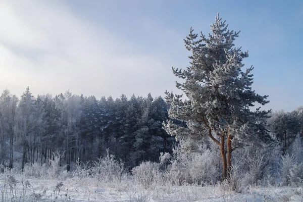 Bosque de invierno nevado —  Fotos de Stock