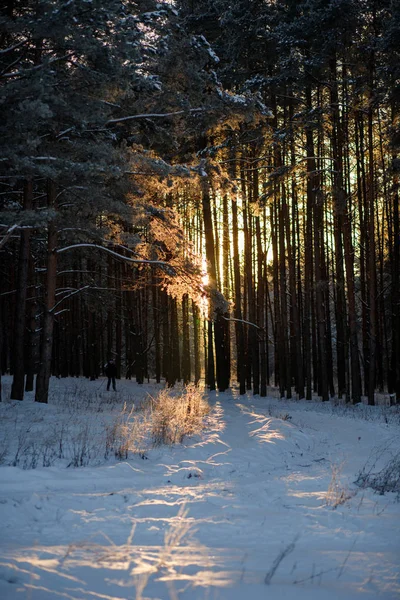 Vinter landskap träd i frost i ett snöigt fält i början — Stockfoto