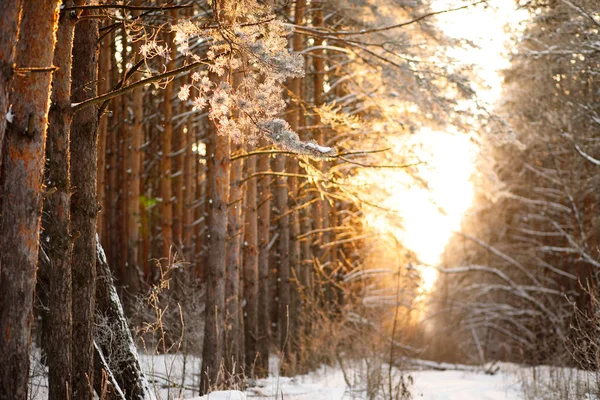 Vinterlandskap Träd Frost Snöig Fält Början Frostig Morgon — Stockfoto