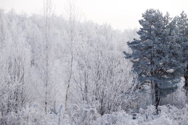 Kar ve donla kaplı kış manzarası