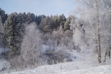 Kış manzara ağaçlar Frost karlı bir alan içinde erken