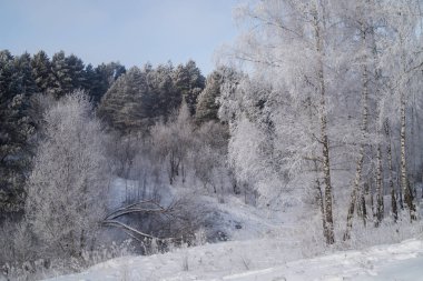 Karlı kış ormanı