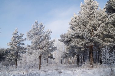 Kış manzara ağaçlar Frost karlı bir alan içinde erken