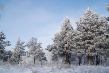 Kış manzara ağaçlar Frost karlı bir alan içinde erken
