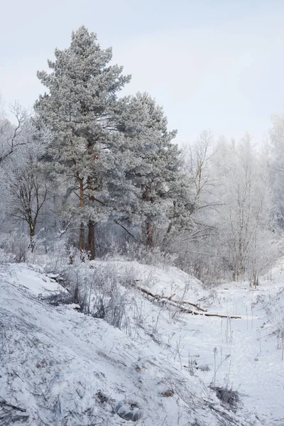 Alles Ist Mit Schnee Bedeckt Tolle Weihnachtsbäume Und Festliche Stimmung — Stockfoto