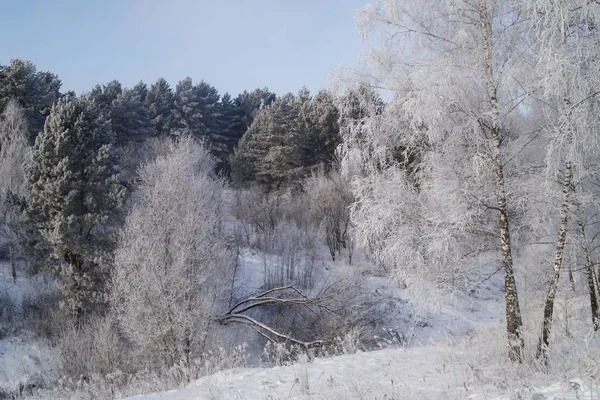 A hideg téli erdő. — Stock Fotó