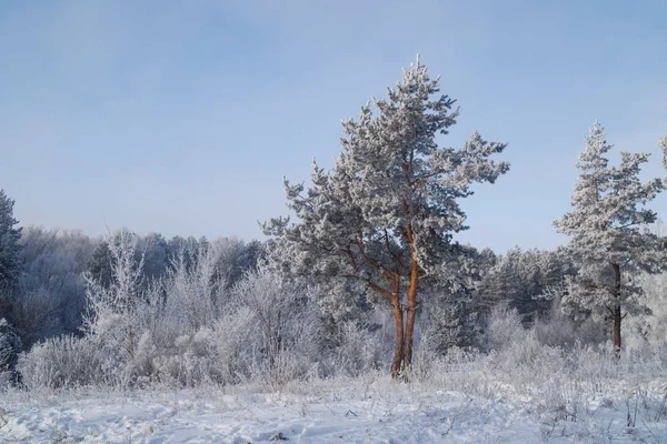 Besneeuwd winterbos — Stockfoto