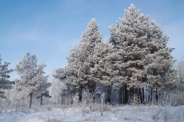 Winter forest in the cold. — Stock Photo, Image