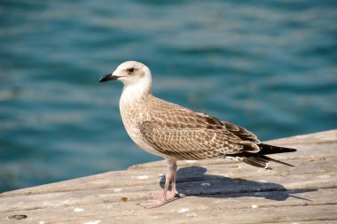 Güzel martı göldeki büyük bir taşın üzerinde duruyor. Güzel deniz manzarası. İnanılmaz deniz kuşları. Martı ve harika aynalı su yüzeyi. Kapatın. Göçmen kuşlar. Avrupa martıları. Vahşi yaşam.