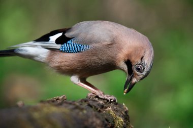 Jay, Garrulus Glandarius, bahar günü dalda yalnız bir kuş.