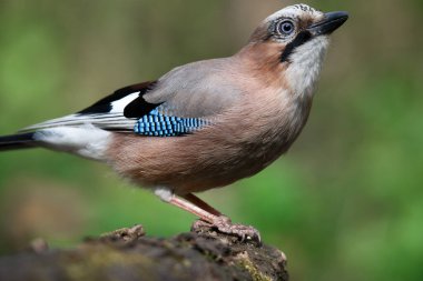 Avrasyalı Jay 'in portresi, Garrulus Glandarius, yaşlı bir ağaç kütüğünün üzerinde oturuyor..
