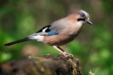 Jay, Garrulus Glandarius, bahar günü dalda yalnız bir kuş.