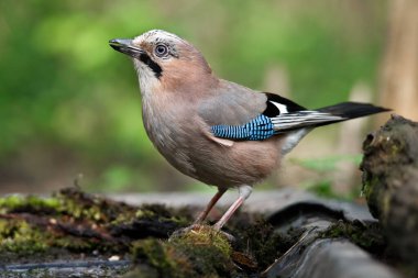 Avrasyalı Jay 'in portresi, Garrulus Glandarius, yaşlı bir ağaç kütüğünün üzerinde oturuyor..