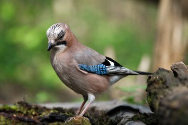 Jay, Garrulus Glandarius, bahar günü dalda yalnız bir kuş.