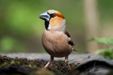 Bir gaga, bir bahar günü eski bir kütüğün üzerinde oturuyor.