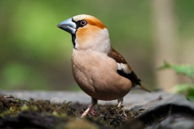 Bir gaga, bir bahar günü eski bir kütüğün üzerinde oturuyor.