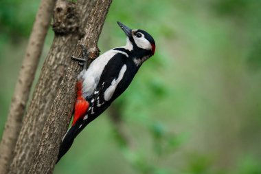 Büyük benekli bir ağaçkakan yatay olarak çekilmiş eski bir dala oturmuş.
