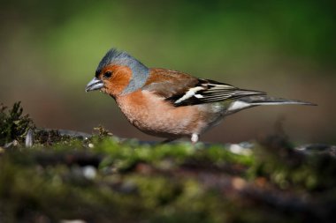 Finch 'in eski bir dala oturmuş bir kuşun portresi