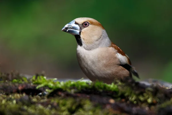 雌性石斑鸟是雀鸟科的一种帕萨里鸟 春天的时候 — 图库照片