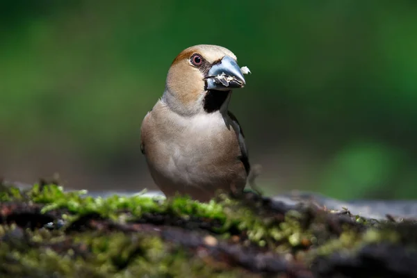 雌性石斑鸟是雀鸟科的一种帕萨里鸟 春天的时候 — 图库照片