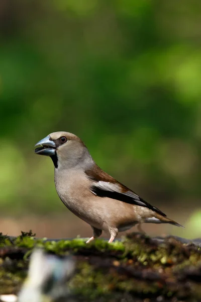 メスのグロブリークはフィンチ家の鳥です — ストック写真