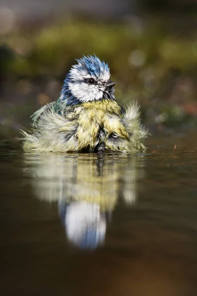 Blue Tit Swims Water Early Spring — Stockfoto