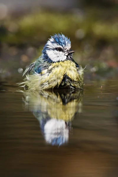 Blue Tit Swims Water Early Spring — Stockfoto