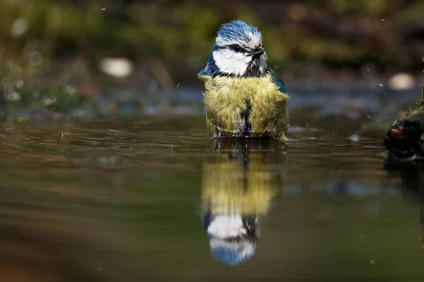 Blue Tit Swims Water Early Spring — Stockfoto