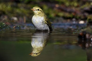 Icterine Warbler, Hippolais Icterina yeşil arka planda vahşi doğada. Doğadan vahşi yaşam sahnesi.