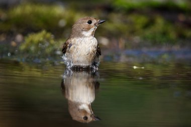 Benekli sinekkapan Muscicapa striata, Eski Dünya sinekkapan familyasının küçük bir kuşudur..