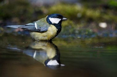 Big tit on a branch with moss by the water