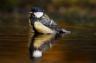Big tit on a branch with moss by the water