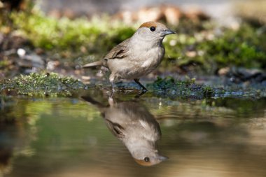 Avrasya Siyah Şapkası, Sylvia Atricapilla. Kimlik: Gri kahverengi üst kısımlar siyah başlı erkek, dişinin üst kısmı kırmızı kahverengi..