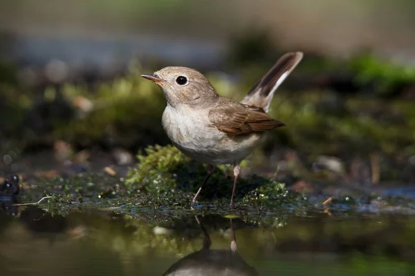 Den Fläckiga Flugfångaren Muscicapa Striata Liten Förbipasserande Fågel Den Gamla — Stockfoto