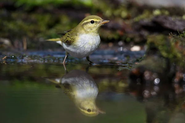 Icterine Warbler Hippolais Icterina Den Vilda Naturen Grön Bakgrund Djurliv — Stockfoto