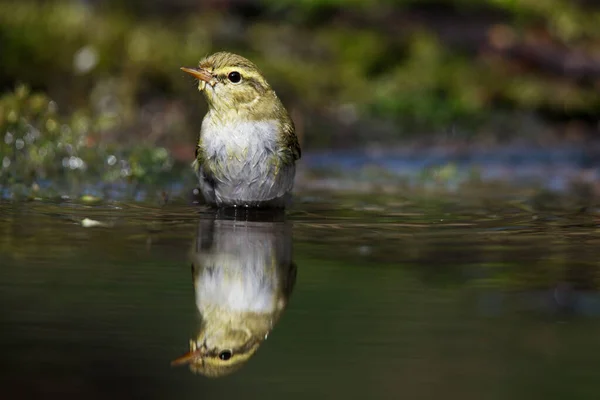 Icterine Warbler Hippolais Icterina Den Vilda Naturen Grön Bakgrund Djurliv — Stockfoto